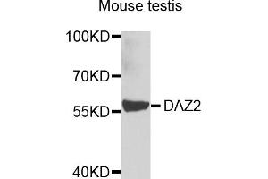 Western blot analysis of extracts of mouse testis, using DAZ2 antibody (ABIN5974458) at 1/1000 dilution. (DAZ2 Antikörper)