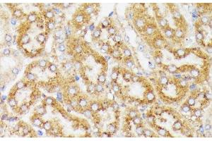 Immunohistochemistry of paraffin-embedded Mouse kidney using GALC Polyclonal Antibody at dilution of 1:100 (40x lens). (GALC Antikörper)
