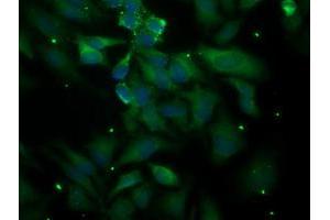 Immunofluorescent staining of HeLa cells using anti-PLEKHA3 mouse monoclonal antibody (ABIN2454592). (PLEKHA3 Antikörper)