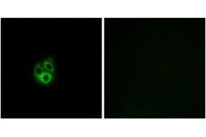 Immunofluorescence (IF) image for anti-G Protein gamma 5 (GNG5) (AA 10-59) antibody (ABIN2890368) (GNG5 Antikörper  (AA 10-59))