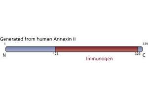 Image no. 2 for anti-Annexin A2 (ANXA2) (AA 123-328) antibody (ABIN967722) (Annexin A2 Antikörper  (AA 123-328))