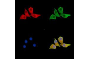 ABIN7095558 and ABIN7099615 staining Hela cells by IF/ICC.