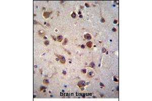 CHST6 Antibody (C-term) (ABIN656284 and ABIN2845594) immunohistochemistry analysis in formalin fixed and paraffin embedded human brain tissue followed by peroxidase conjugation of the secondary antibody and DAB staining. (CHST6 Antikörper  (C-Term))