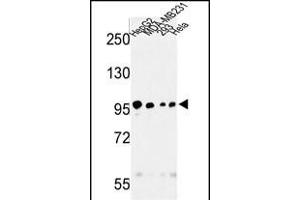 Western blot analysis of STL Antibody (ABIN652294 and ABIN2841296) in HepG2, MDA-M, 293, Hela cell line lysates (35 μg/lane). (MASTL Antikörper)