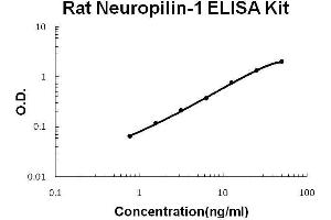 Rat Neuropilin-1 PicoKine ELISA Kit standard curve (Neuropilin 1 ELISA Kit)