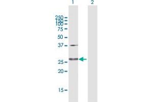 Western Blot analysis of GLUD2 expression in transfected 293T cell line by GLUD2 MaxPab polyclonal antibody. (GLUD2 Antikörper  (AA 1-264))
