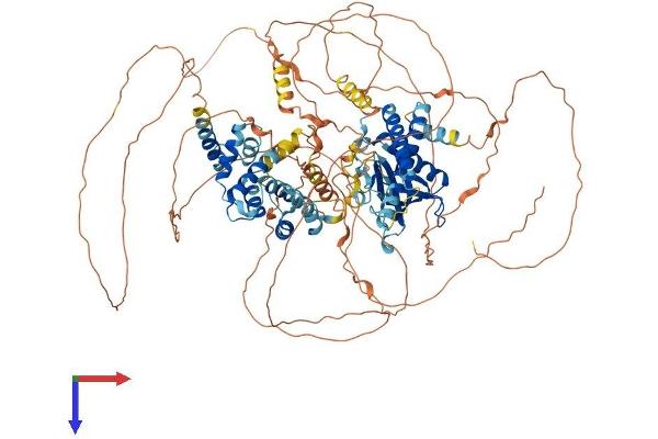 PSD Protein (AA 1-1024) (His tag)