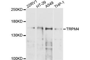 Western blot analysis of extracts of various cell lines, using TRPM4 antibody (ABIN4905503) at 1:1000 dilution. (TRPM4 Antikörper)