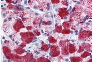 Anti-MUC13 antibody  ABIN960795 IHC staining of human stomach. (MUC13 Antikörper  (Extracellular Domain))
