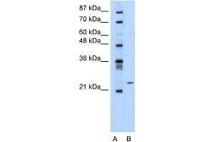 WB Suggested Anti-PMF1 Antibody Titration:  0. (PMF1 Antikörper  (Middle Region))
