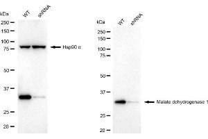 Western blotting analysis using malate dehydrogenase 1 antibody (ABIN7799326). (Rekombinanter MDH1 Antikörper)