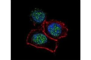 Immunofluorescence (IF) image for anti-Lysine (K)-Specific Demethylase 6B (Kdm6b) (AA 1-30) antibody (ABIN3031660)