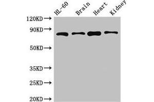 ABCB9 antibody  (AA 630-766)