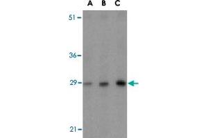 Western blot analysis of BCAP31 in rat lung tissue lysate with BCAP31 polyclonal antibody  at (A) 0. (BCAP31 Antikörper  (Internal Region))