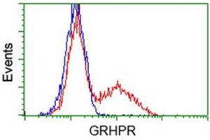 HEK293T cells transfected with either RC200963 overexpress plasmid (Red) or empty vector control plasmid (Blue) were immunostained by anti-GRHPR antibody (ABIN2453972), and then analyzed by flow cytometry. (GRHPR Antikörper)