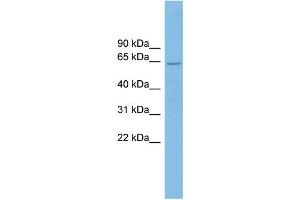 WB Suggested Anti-CRY2 Antibody Titration: 0. (CRY2 Antikörper  (N-Term))