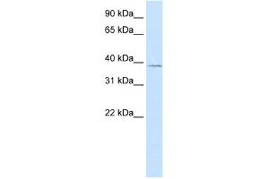 WB Suggested Anti-MANSC1 Antibody Titration:  5.