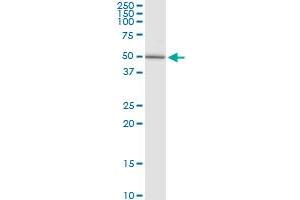 GALNS MaxPab rabbit polyclonal antibody. (GALNS Antikörper  (AA 1-522))