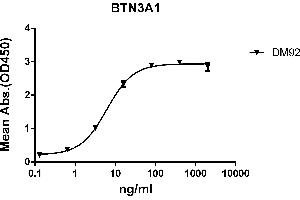 ELISA plate pre-coated by 2 μg/mL (100 μL/well) Human BTN3A1 protein, mFc-His tagged protein ((ABIN6961119, ABIN7042267 and ABIN7042268)) can bind Rabbit anti-BTN3A1 monoclonal antibody(clone: DM92) in a linear range of 0. (BTN3A1 Antikörper  (AA 30-254))