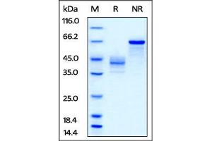 Biotinylated Human IGF-II, Fc Tag on SDS-PAGE under reducing (R) and no-reducing (NR) conditions.