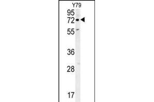 RFT1 Antibody (C-term) (ABIN654046 and ABIN2843951) western blot analysis in Y79 cell line lysates (35 μg/lane). (RFT1 Antikörper  (C-Term))