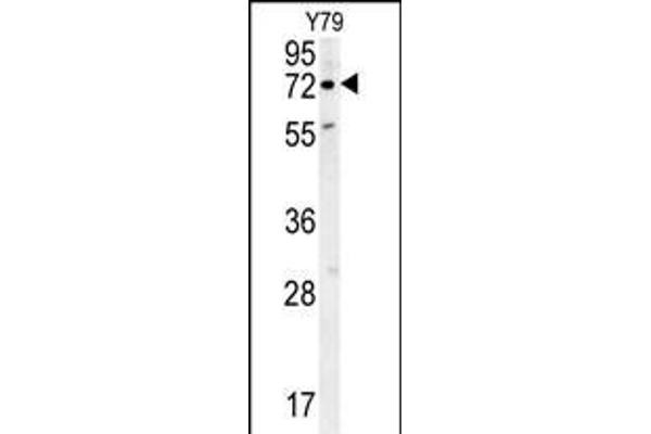 RFT1 Antikörper  (C-Term)