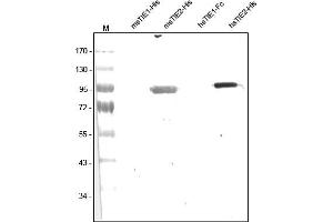 Western analysis of recombinant Human and Mouse sTIE-1 and sTIE-2 using a Polyclonal antibody directed against Human recombinant sTIE-2. (TEK Antikörper  (AA 19-745))