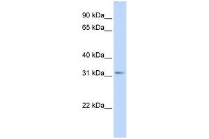 SCGN antibody used at 1 ug/ml to detect target protein.