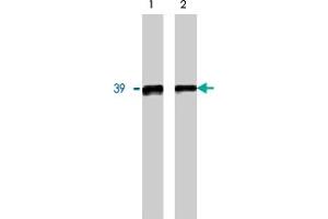 Western blot analysis using GNB5 polyclonal antibody on 20 ng (1) and 10 ng (2) purified GNB5 protein.