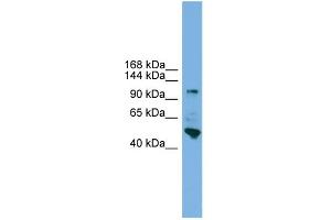 WB Suggested Anti-PCDH18 Antibody Titration:  0. (PCDH18 Antikörper  (N-Term))