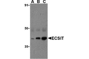 Western Blotting (WB) image for anti-ECSIT (ECSIT) (C-Term) antibody (ABIN1030377) (ECSIT Antikörper  (C-Term))