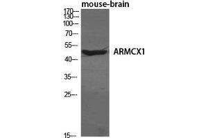 Western Blot (WB) analysis of specific cells using ARMCX1 Polyclonal Antibody.