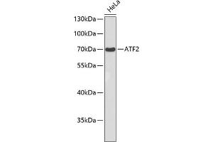 Western blot analysis of extracts of HeLa cells, using  antibody . (ATF2 Antikörper)