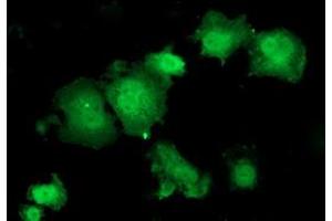 Anti-HSPBP1 mouse monoclonal antibody (ABIN2454877) immunofluorescent staining of COS7 cells transiently transfected by pCMV6-ENTRY HSPBP1 (RC201814). (HSPBP1 Antikörper)