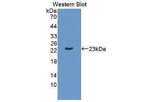 Western Blotting (WB) image for anti-Interleukin 11 (IL11) (AA 25-199) antibody (ABIN1862718) (IL-11 Antikörper  (AA 25-199))