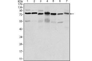 Western blot analysis using PSIP1 mouse mAb against HepG2 (1), Jurkat (2), K562 (3), Cos7 (4), PC-12 (5), Hela (6), and NIH/3T3 (7) cell lysate. (PSIP1 Antikörper)