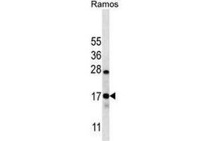 CO040 Antibody (C-term) western blot analysis in Ramos cell line lysates (35µg/lane).
