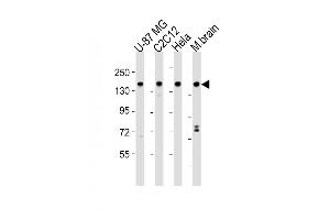 Western Blotting (WB) image for anti-SWI/SNF Related, Matrix Associated, Actin Dependent Regulator of Chromatin, Subfamily C, Member 1 (SMARCC1) (AA 963-997), (C-Term) antibody (ABIN6242638)