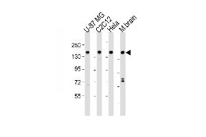 All lanes : Anti-SRCC1 Antibody (C-term) at 1:2000 dilution Lane 1: U-87 MG whole cell lysates Lane 2: C2C12 whole cell lysates Lane 3: Hela whole cell lysates Lane 4: mouse brain lysates Lysates/proteins at 20 μg per lane. (SMARCC1 Antikörper  (C-Term))