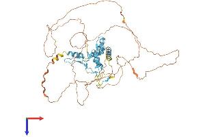 GLIS2 Protein (AA 1-524) (His tag)
