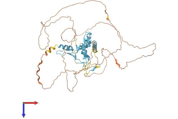 GLIS2 Protein (AA 1-524) (His tag)