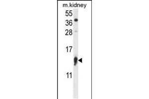 Western blot analysis in mouse kidney tissue lysates (35ug/lane). (RPS12 Antikörper  (N-Term))