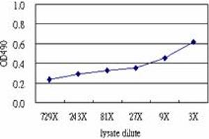 Sandwich ELISA detection sensitivity ranging from approximately 729x to 3x dilution of the FAS 293T overexpression lysate (non-denatured).