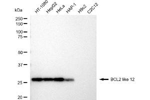 Western blotting analysis using BCL2 like 12 antibody (ABIN7797752). (Rekombinanter BCL2L12 Antikörper)