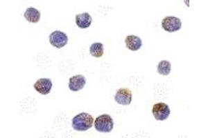 Immunohistochemistry (IHC) image for anti-serine/threonine Kinase 17b (STK17B) (C-Term) antibody (ABIN1030368) (DRAK2 Antikörper  (C-Term))