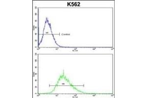 ITM2A Antibody (N-term) (ABIN390731 and ABIN2841002) flow cytometric analysis of k562 cells (bottom histogram) compared to a negative control cell (top histogram).