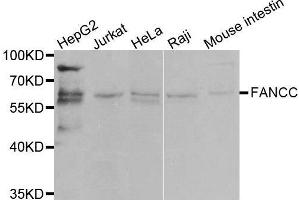 Western blot analysis of extracts of various cell lines, using FANCC antibody. (FANCC Antikörper  (AA 319-558))