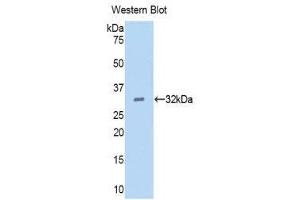 Western Blotting (WB) image for anti-Epidermal Growth Factor (EGF) (AA 45-275) antibody (Biotin) (ABIN1173139) (EGF Antikörper  (AA 45-275) (Biotin))