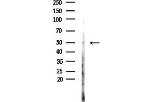 Western blot analysis of lysates from PC12 cells(heat-shock,45 min treatment), using GPR180 Antibody at 1/1000 dilution.