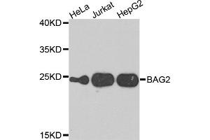 Western blot analysis of extracts of various cell lines, using BAG2 antibody (ABIN5975636) at 1/1000 dilution. (BAG2 Antikörper)